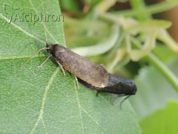 Scythris seliniella