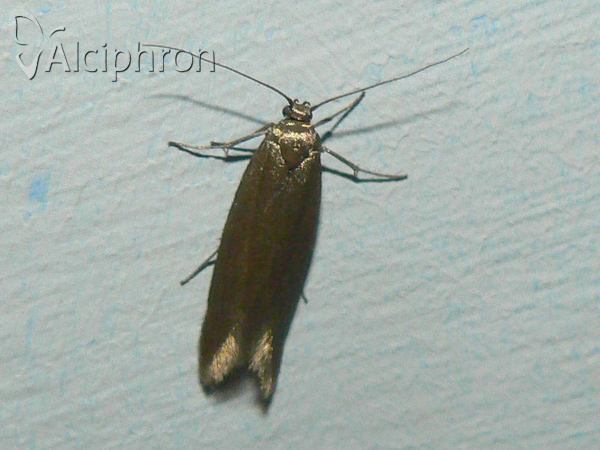 Scythris seliniella