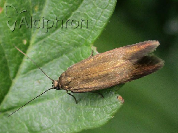 Scythris seliniella