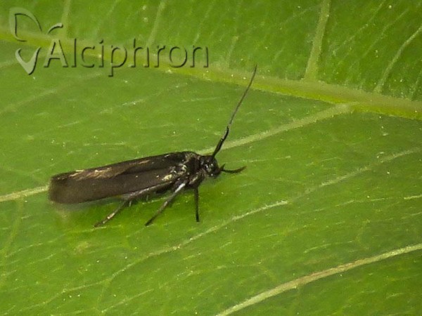 Scythris seliniella