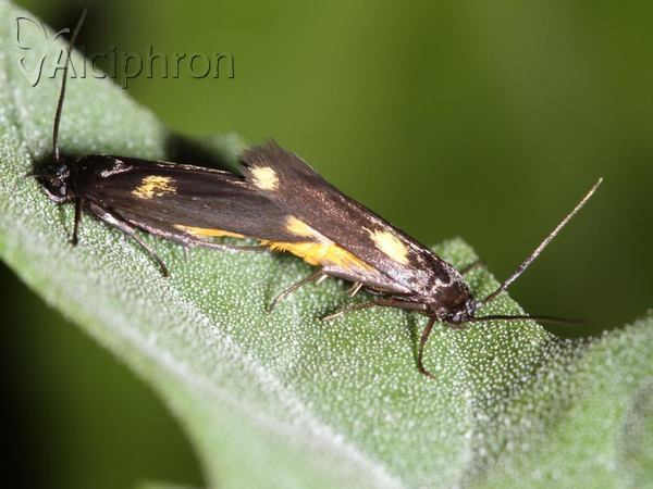 Scythris sinensis