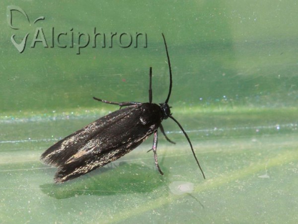 Scythris sinensis