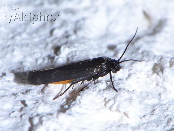 Scythris sinensis