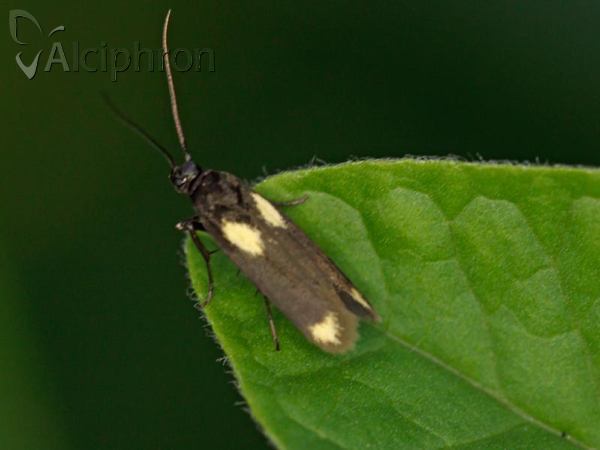 Scythris sinensis