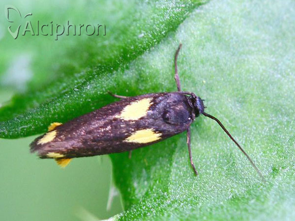 Scythris sinensis