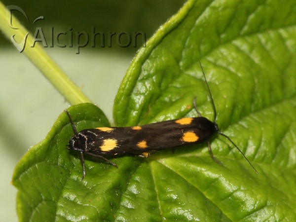 Scythris sinensis
