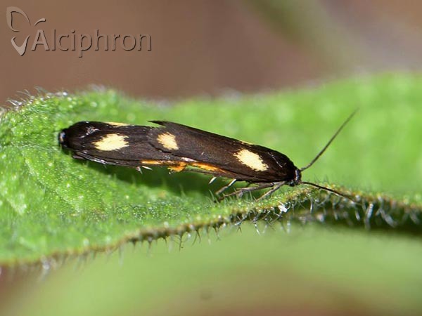 Scythris sinensis