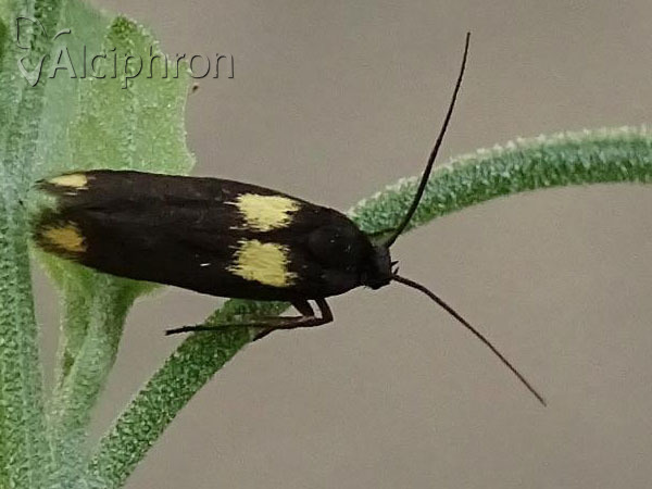 Scythris sinensis