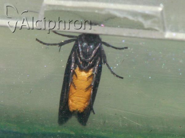 Scythris sinensis