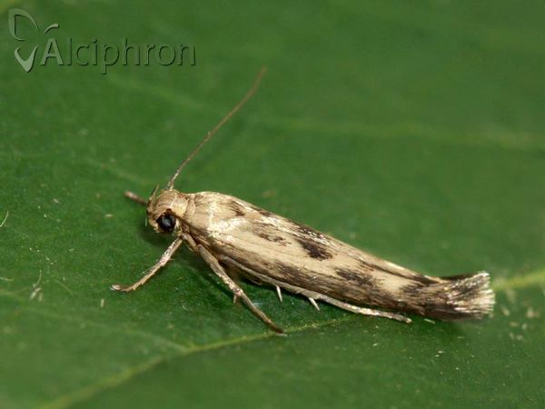 Scythris limbella