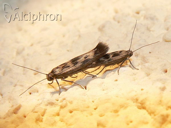 Scythris limbella