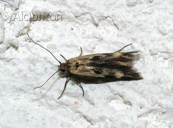 Scythris limbella