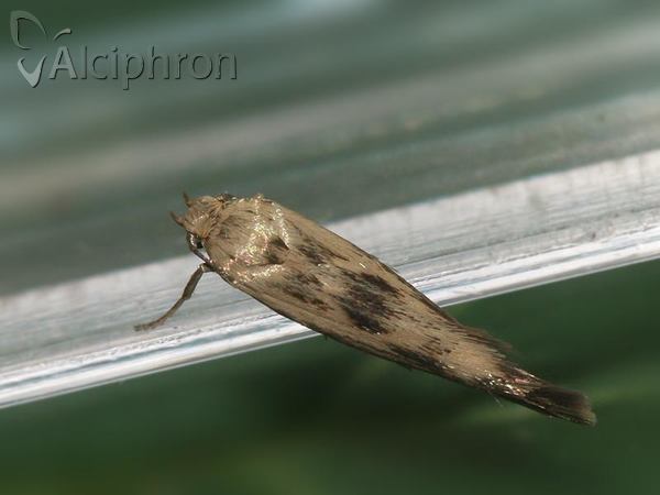 Scythris limbella