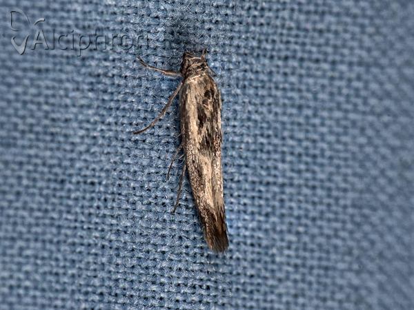 Scythris limbella