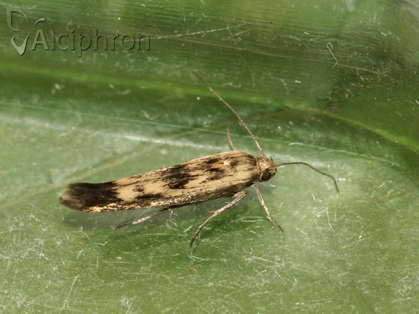 Scythris limbella