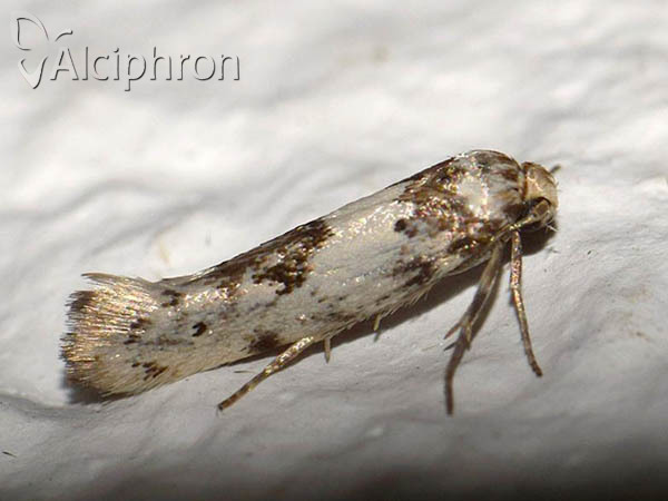 Episcythris triangulella