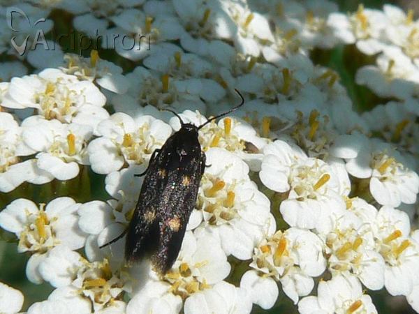 Parascythris muelleri