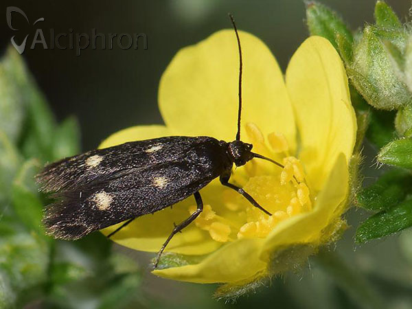 Parascythris muelleri
