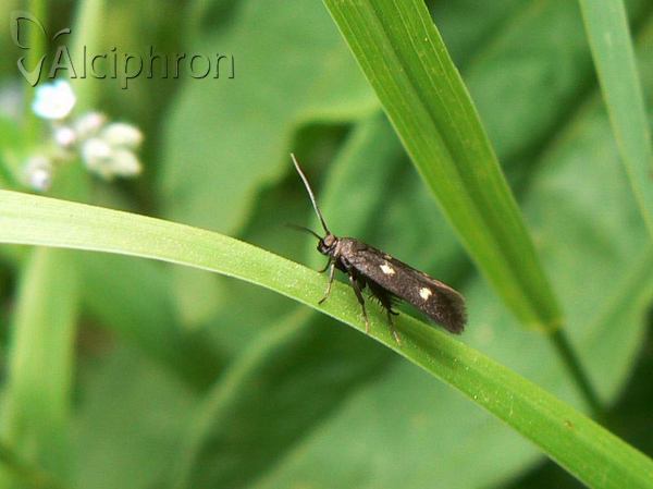 Parascythris muelleri