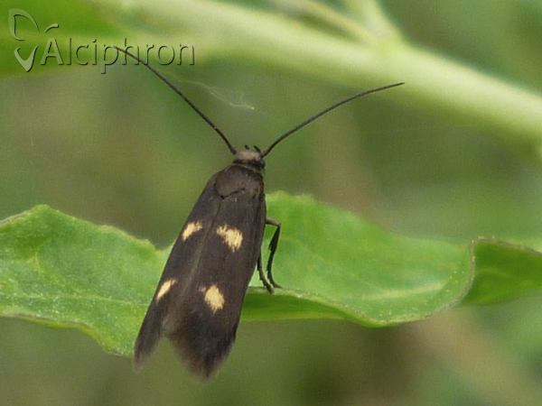 Parascythris muelleri