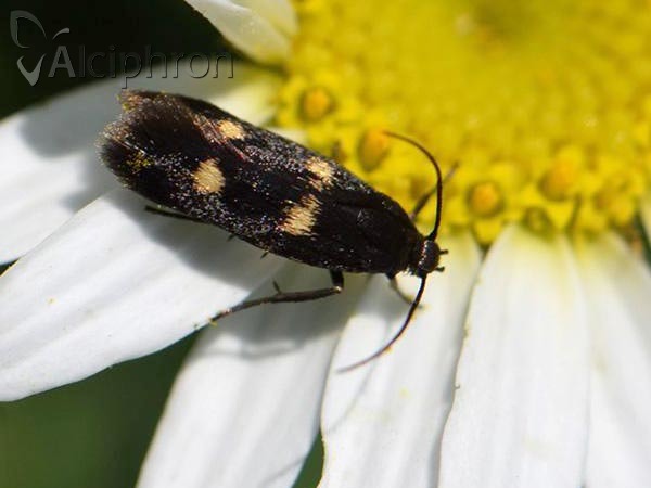 Parascythris muelleri