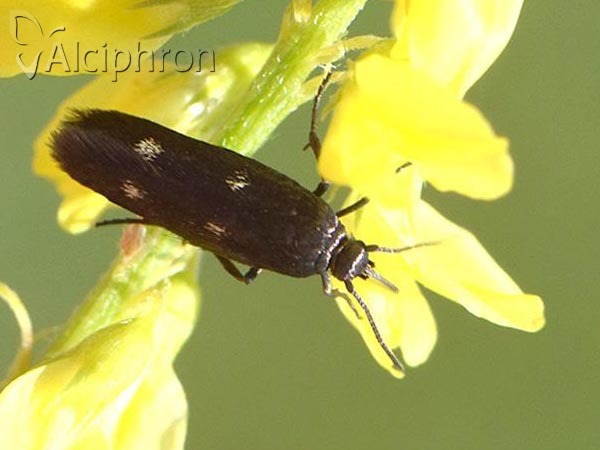 Parascythris muelleri
