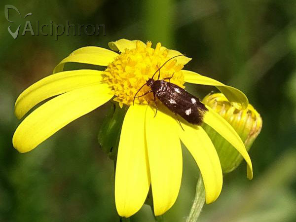 Parascythris muelleri