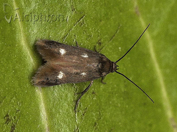 Parascythris muelleri