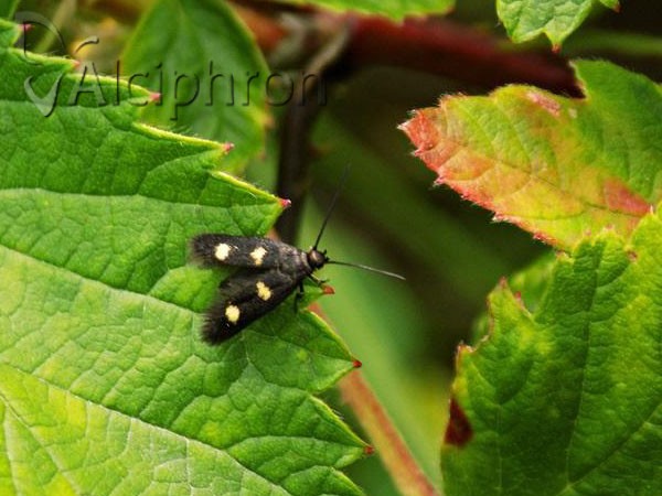 Parascythris muelleri