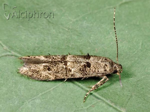 Sorhagenia lophyrella