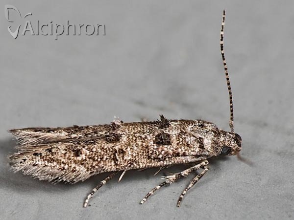 Sorhagenia lophyrella