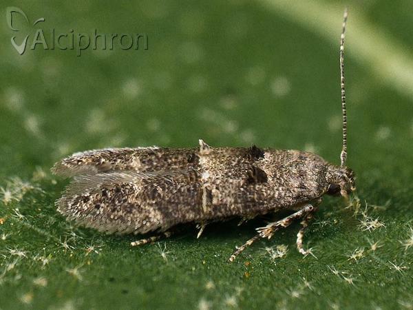 Sorhagenia lophyrella