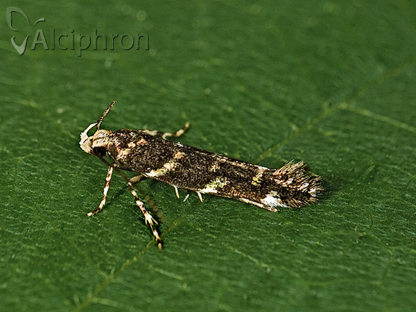 Eteobalea anonymella