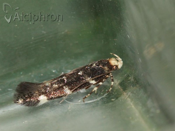 Eteobalea intermediella