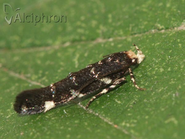 Eteobalea intermediella