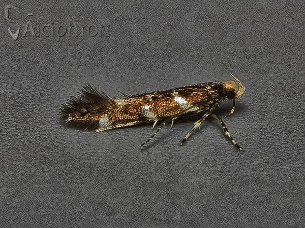 Eteobalea intermediella