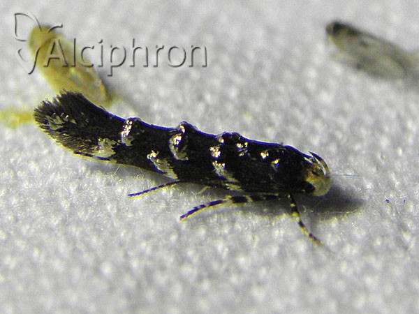 Eteobalea intermediella