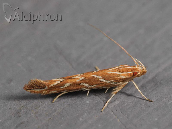 Pyroderces argyrogrammos