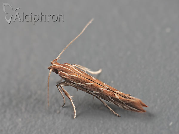 Pyroderces argyrogrammos