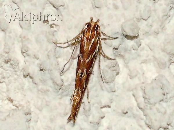 Pyroderces argyrogrammos