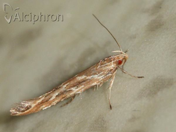 Pyroderces argyrogrammos