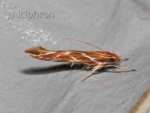 Pyroderces argyrogrammos