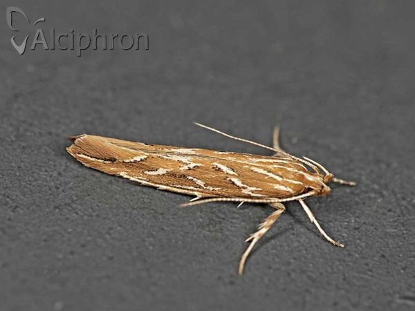 Pyroderces argyrogrammos