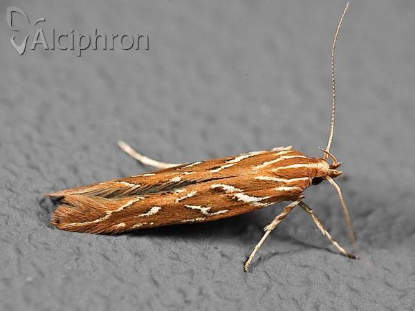 Pyroderces argyrogrammos