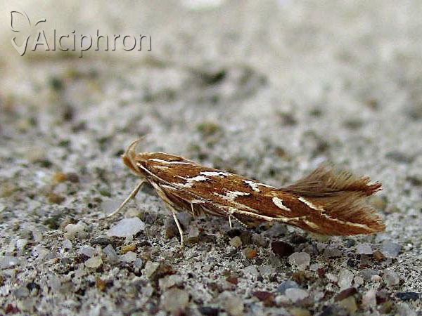 Pyroderces argyrogrammos