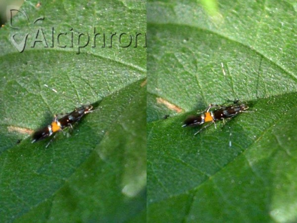 Cosmopterix zieglerella
