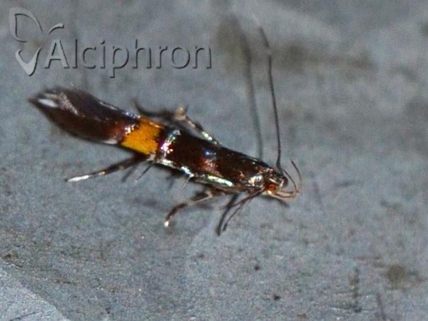 Cosmopterix zieglerella