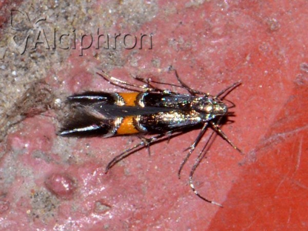 Cosmopterix orichalcea