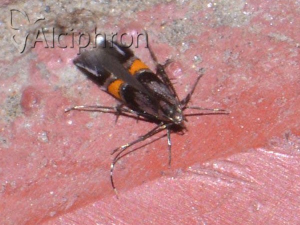 Cosmopterix orichalcea