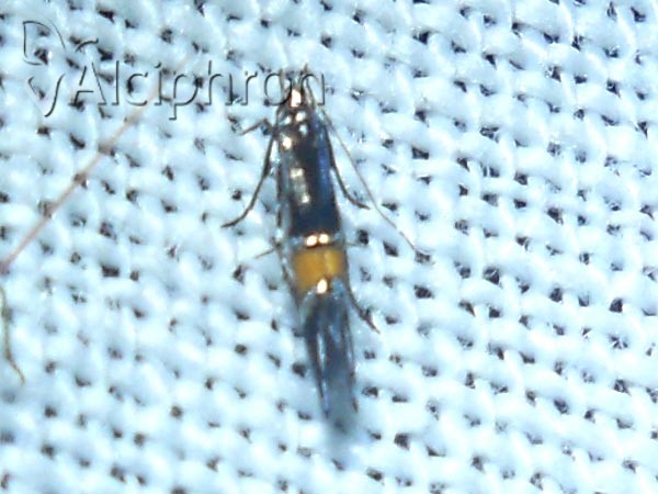 Cosmopterix orichalcea